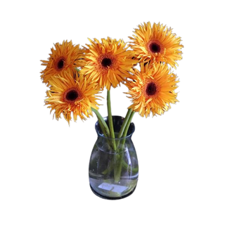 Gerbera pomarańczowa 5 szt.