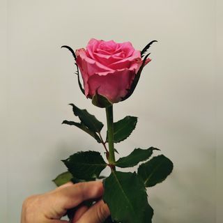 Троянда сорту Ебігейла 