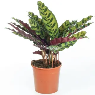Calathea insignis
