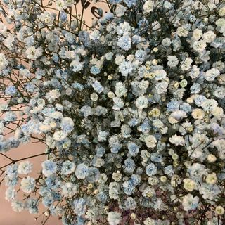 Paniculata Azul claro ( 4 tallos )