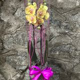 Изящна орхидея в стъкло