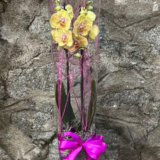 Изящна орхидея в стъкло