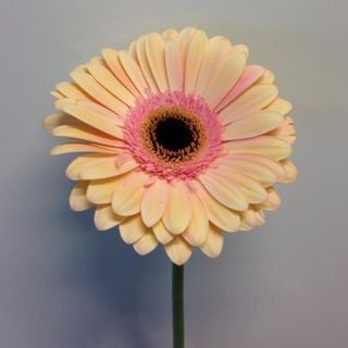 Gerbera crem