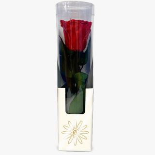Rosa Roja Preservada