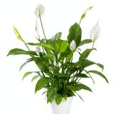 Spathiphyllum blanc Taille G