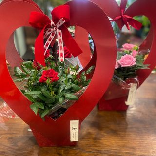 Planta de rosal pitimini