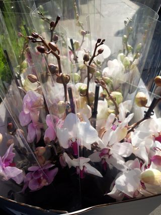 Orchidea bianca grande 4 ramo bellicimo con basu ciramico