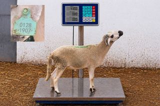 01281907 -35Kg