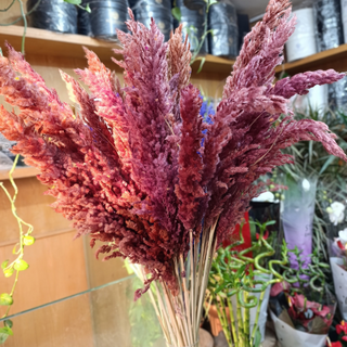 Pampas Pampas Sèches rouge bordeaux x3