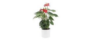 Vado di Anthurium 