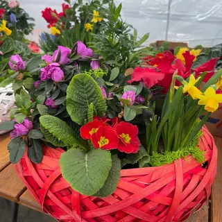 Aranjament cu plante OZN