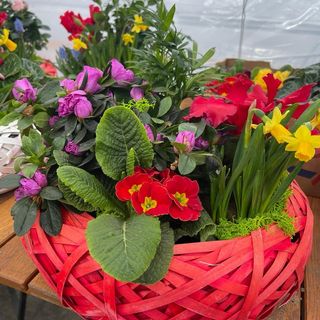 Aranjament cu plante OZN