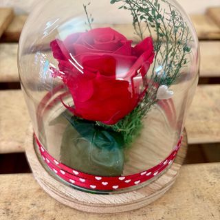 Protege tu amor en esta cúpula pequeña con la "rosa eterna"