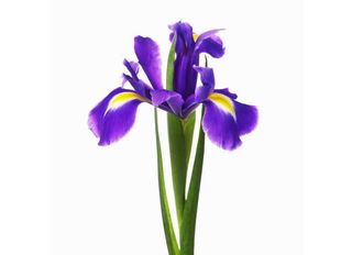 Ирис, син 1 бр