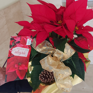 PLANTA DE NAVIDAD CON MACETERO DE CERÁMICA PREPARADA PARA REGALO