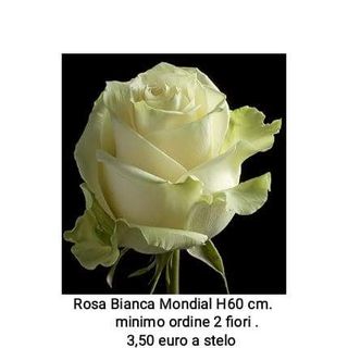 Rosa bianca Mondial 60 cm - 1 stelo