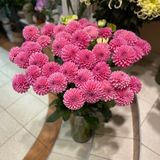 Неймовірна рожева Жоржина