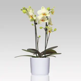 Orchidea multiflora