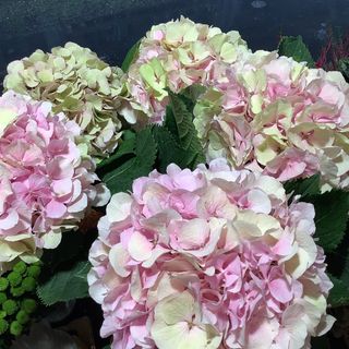   Mazzo Ortensie  recisa    3 pezzi    (non disponibile  fino a marzo )