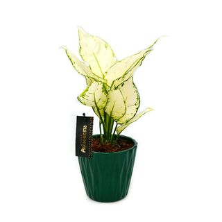 Aglaonema White