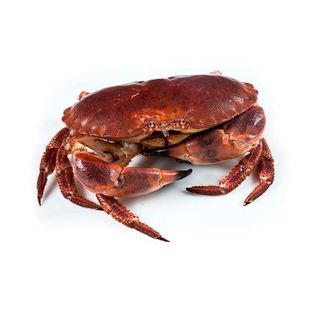 Buey De Mar Vivo 1 Ud.