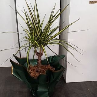 Plante d'intèrieure draceana