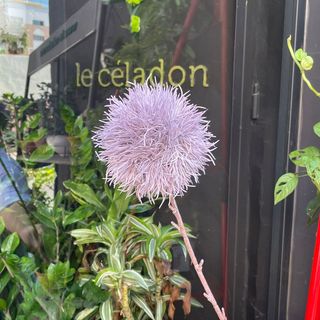 Ploof Flower Viollette 