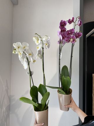 Орхідея мікс 2 (75) №73