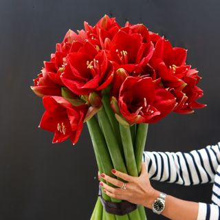 Ramo de amarilis rojo luxury