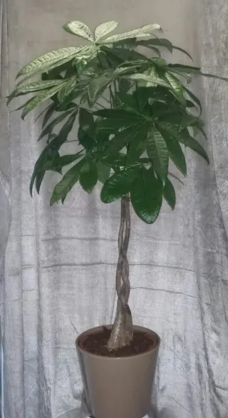 Pachira aquatica