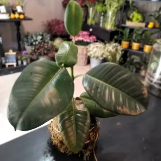 Kokedama