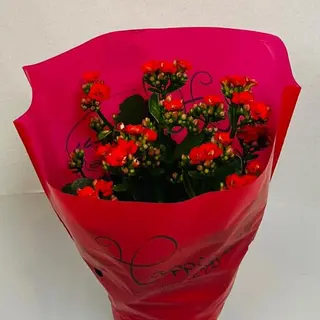 Kalanchoe