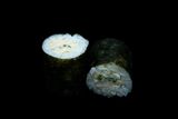 Maki Crabe Cheese