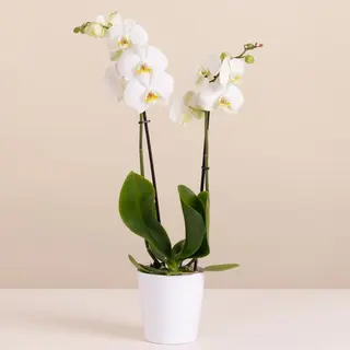 Orchidea bianca