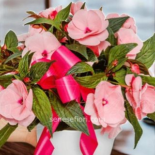 borsette impatiens