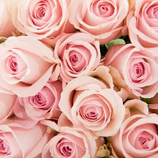 Ramos de 6 rosas rosas