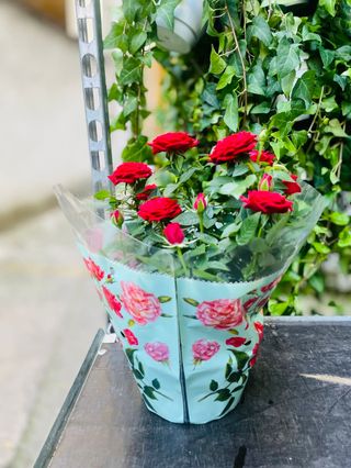 rosalino grande ciotola .