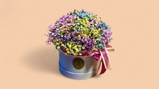 გიფსოფილა - ყუთის, საშუალო ზომა.