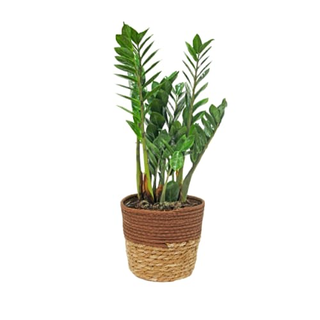Zamioculcas in vaso 