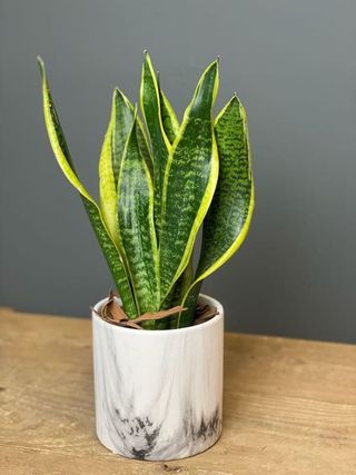 Sansaviera Con Macetero