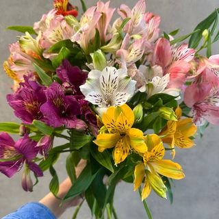 ალსტრომერია ფერადი ( 15 ცალი )