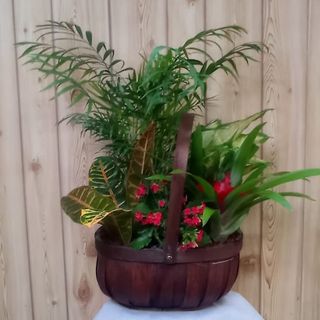 Cesta De Plantas En Tamaño Mediano