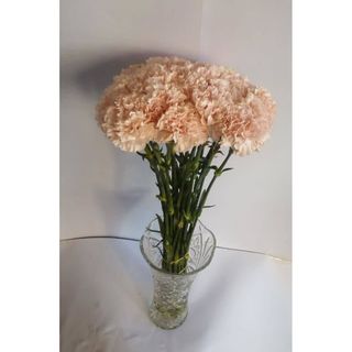 Carnations
