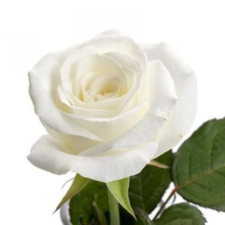 Buchet 5 trandafiri albi 