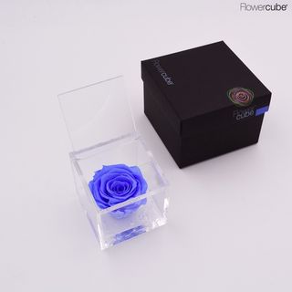 FlowerCube Rosa Preservada Azul