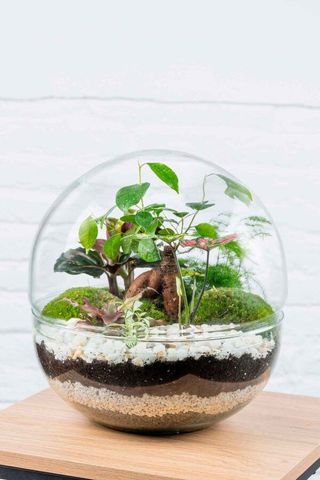 Terrario Greener 28x28cm