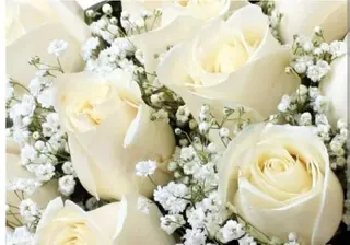 7 rose bianche a corolla grande