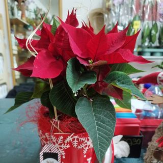 Confezione natalizia