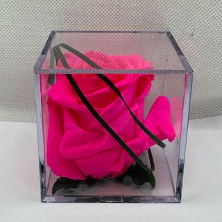 Cubo con rosa ETERNA FUXIA.