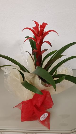 Guzmania